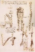 Anatomical studies of the basin of the Steibeins and the lower Gliedmaben of a woman and study of the rotation of the arms Leonardo Da Vinci